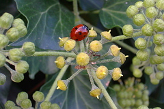 Bild: Marienkäfer im Garten des Landhauses Köck