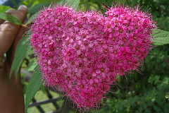 Blumenherz im Garten des Landhauses Köck Bild: Blumenherz im Garten des Landhauses Köck